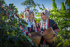 Coffee_Harvest